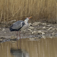 Volavka popelavá (Ardea cinerea)