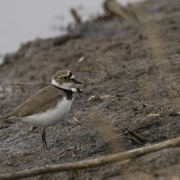 Kulík říční (Charadrius dubius)