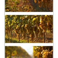 Podzim ve vinici 