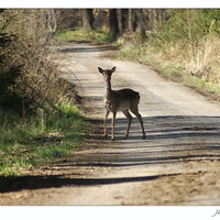 Wildlife original foto