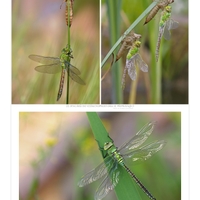 Šídlo královské (Anax imperator)