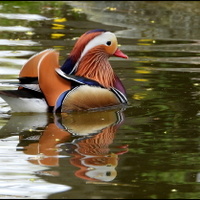 Kachnička mandarinská -kluk