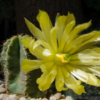 Echinocereus subinermis