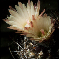 Pyrhocactus taltensis