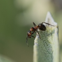 Mravenec na šalvěji