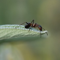 Mravenec na šalvěji II