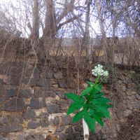 Herbář děda Vševěda - Bršlice kozí noha