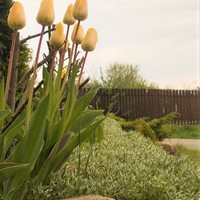 Tulipány slečny Káňové