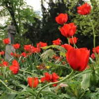 Strážce tulipánů