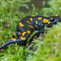 salamandra:)