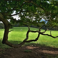 výhled od Penrhyn Castle