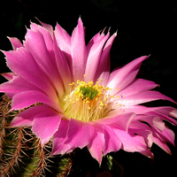 Echinocereus pectinatus