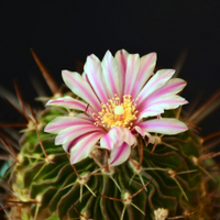 echinofosulocactus