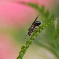 Královna - mravenec luční