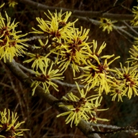 Vilín prostřední (Hamamelis intermedia