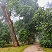 Ponechaný broukům