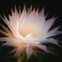 echinopsis