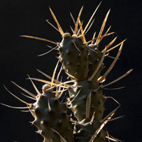 Tephrocactus papyracanthus