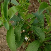 Stevie sladká (Stevia rebaudiana Bertoni, 1905)