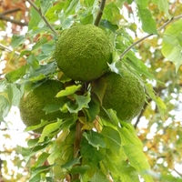 Maklura oranžová (též m. jablkovitá)