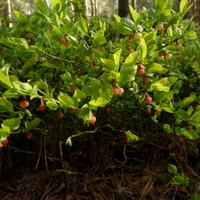 Brusnice borůvka (Vaccinium myrtillus L., 1753)