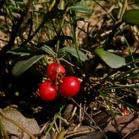 Brusnice brusinka (Vaccinium vitis-idaea L., 1753)