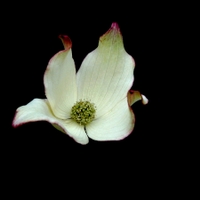 Svída japonská (Cornus kousa Bürger ex Hance, 1872)