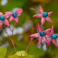 Blahokeř trojmý (Clerodendrum trichotomum Thunb.)