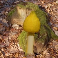 Dědečkův atlas hub - Muchomůrka citronová (Amanita citrina Pers., 1797)