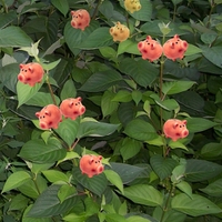 Herbář děda Vševěda - Sporýš zahradní (Verbena × hybrida hort. ex Groenland et Rümpler)