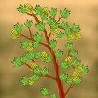  Herbář děda Vševěda - Javor dlanitolistý  (Acer palmatum Thunb., 1784)