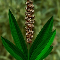  Herbář děda Vševěda - Žabník jitrocelový (Alisma plantago-aquatica L. 1753)