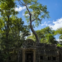 Angkorská džungle