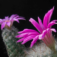 Mammillaria guelzowiana (vpravo)