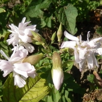 Mydlice lékařská (Saponaria officinalis L., 1753)