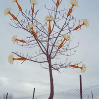  Herbář děda Vševěda - Štětkovec tuhý (Callistemon rigidus R. Br.)