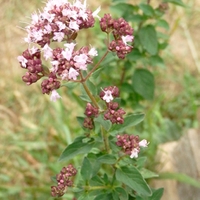 Dobromysl obecná (Origanum vulgare L., 1753)