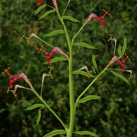  Herbář děda Vševěda - Kohoutek luční  (Lychnis flos-cuculi Carl Linné., 1753)