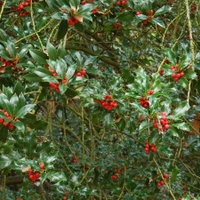 Cesmína ostrolistá (Ilex aquifolium L., 1753)