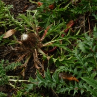 Pupava bezlodyžná (Carlina acaulis L., 1753)