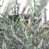 Herbář děda Vševěda: Pelyněk černobýl (Artemisia vulgaris L., 1753)