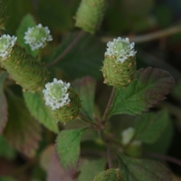 Lipie sladká (Lippia dulcis Trevir., 1827)