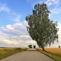 Osamělý strom 