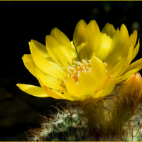 Parodia mutabilis