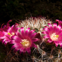 Mammillaria porpurasces