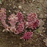 Devětsil lékařský - Petasites hybridus (L.) Gaertn., Meyer et Scherb., 1801