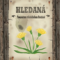  Herbář děda Vševěda - Pampeliška nezvěstná (Taraxacum trilobifolium Hudziok)