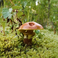 Německá houba :)
