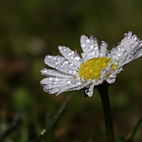 Sedmikráska chudobka