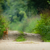 bambi